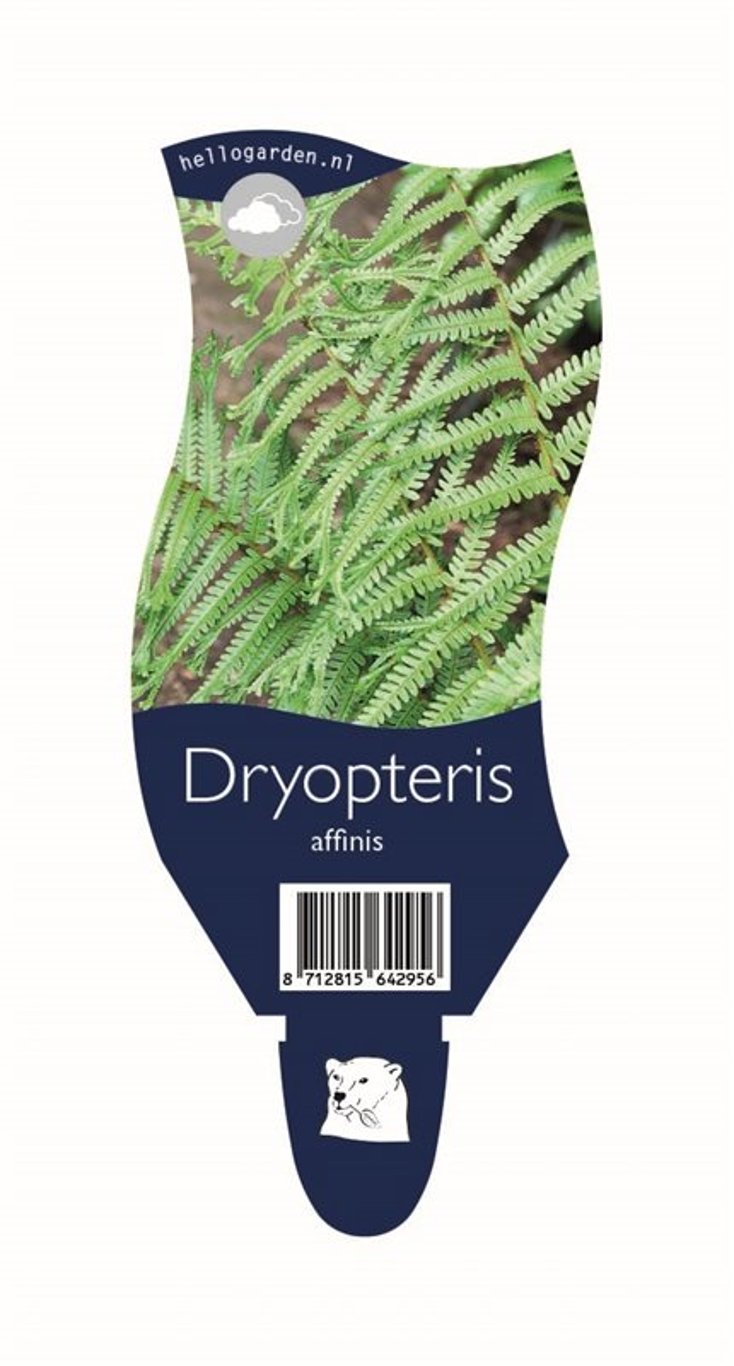Dryopteris affinis - P11